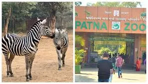 Zebra Birth at Patna Zoo Marks Milestone After 17 Years