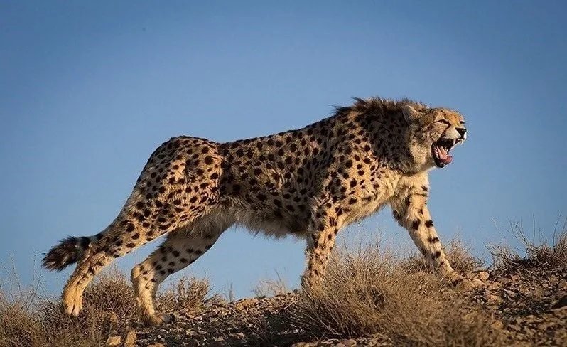 India Receives Eight Cheetahs from Botswana, Marks Milestone in Conservation