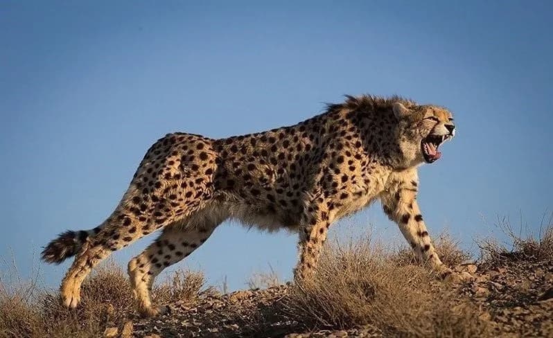 India Receives Eight Cheetahs from Botswana, Marks Milestone in Conservation