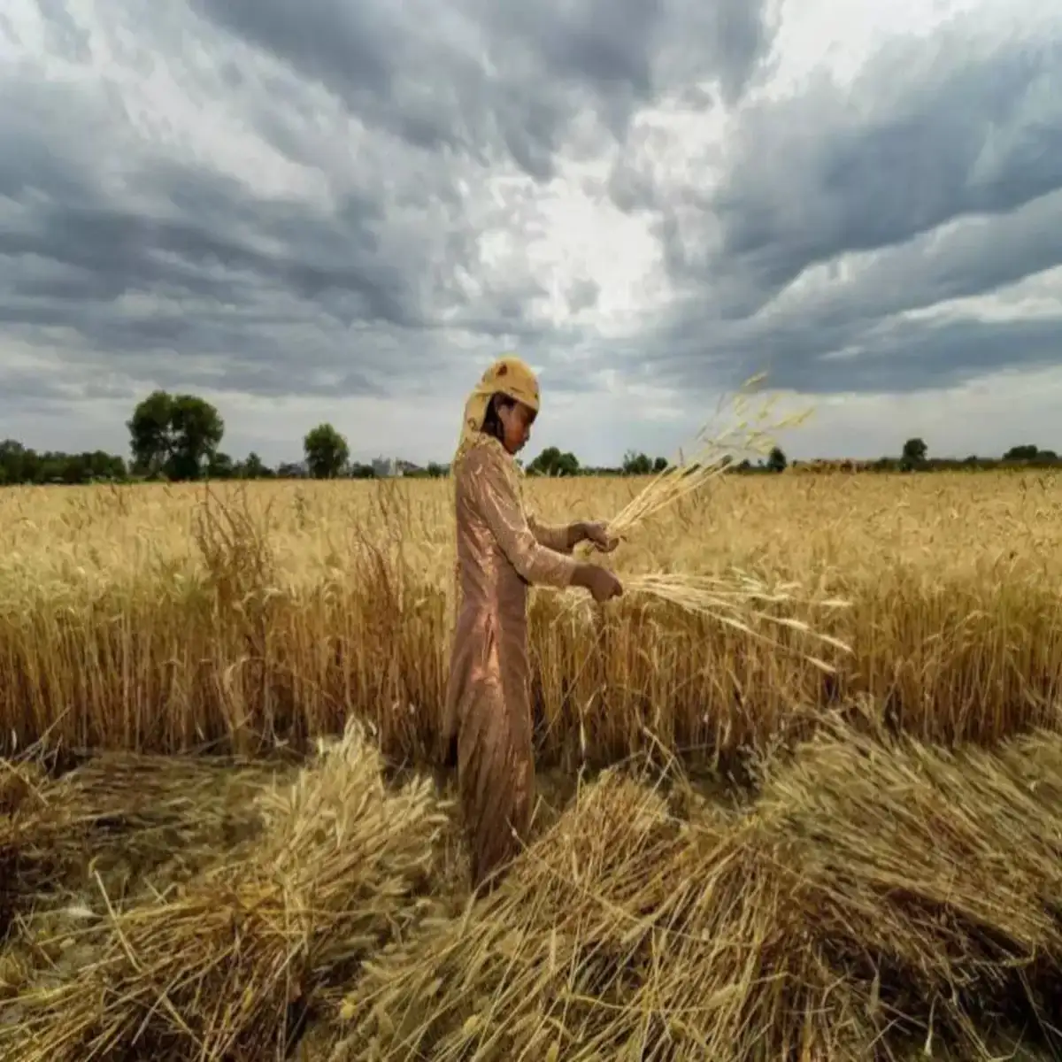 India Prepares for Record Wheat Plantation Amid High Soil Moisture