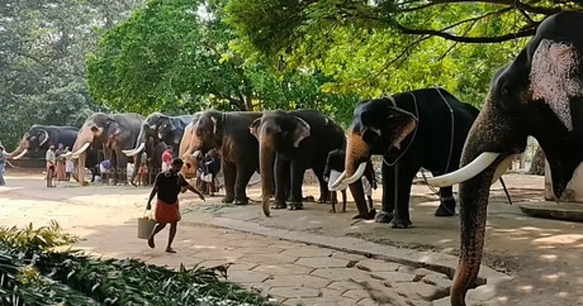 Wildlife Trust of India Reverses Decision on Animal Imports after High-Profile Zoo Probe