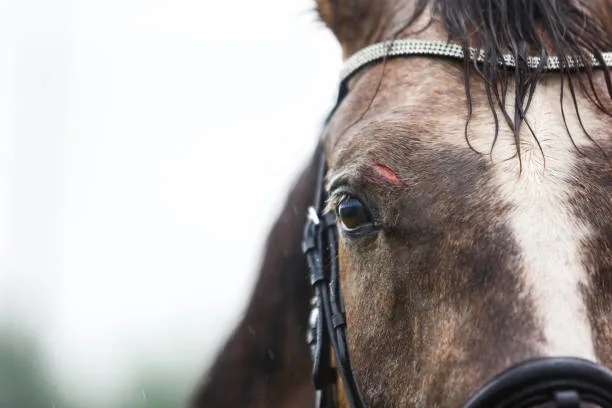 Injured Horse Attacks People in Dehri Village of Punpun, Several Injured