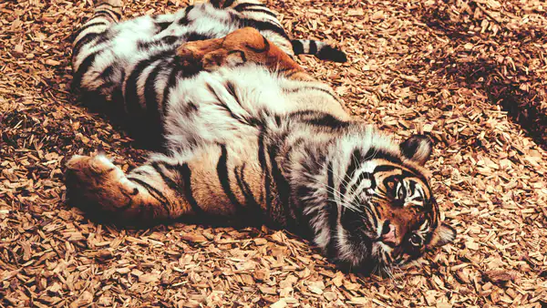 Virus Outbreak Kills 72 Tigers, Thailand’s Chiang Mai Park Shut Temporarily