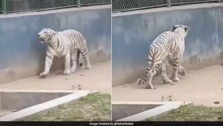 Viral Video of Weak White Tiger at Patna Zoo Sparks Public Outcry, PETA India Demands Action