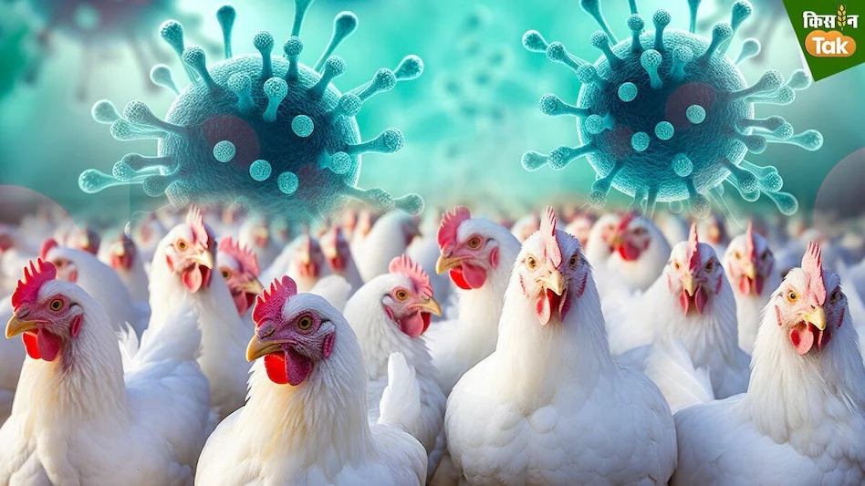 Bird Flu Detected in Bihar; Hens Culled and Patna Zoo Temporarily Closed