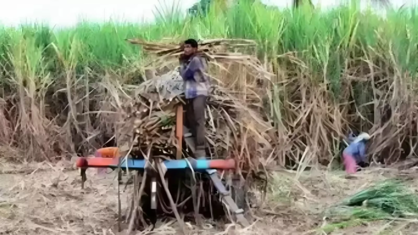 Subsidy Deadline Announced for Sugarcane Farmers in Bihar